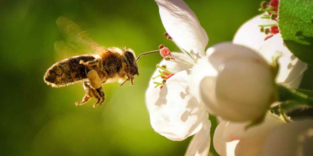 Buscan declarar a las abejas Patrimonio Natural