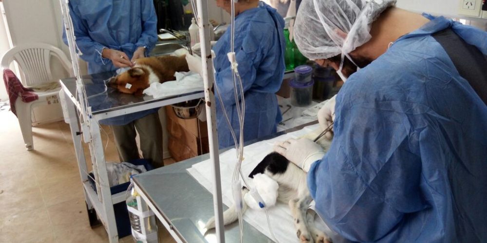 El Municipio de Chajarí tendrá un Centro de Salud Animal