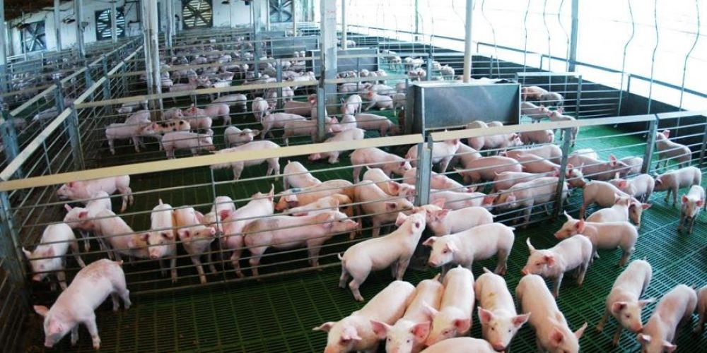 El millonario negocio de los cerdos en la Argentina: quiénes son los empresarios detrás del boom porcino