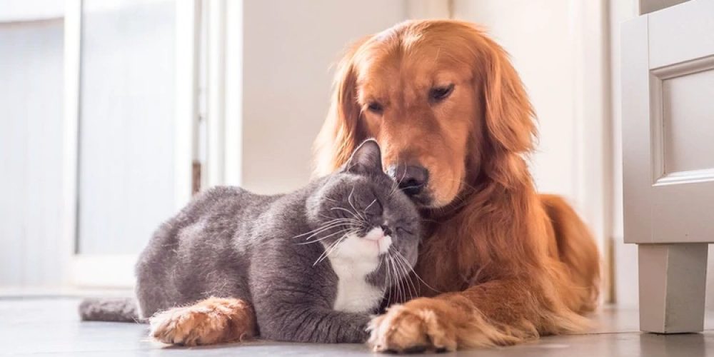Día del Animal: 7 recomendaciones para cuidar a las mascotas durante la cuarentena