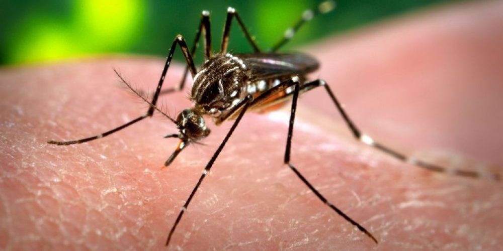 Confirman el primer caso de dengue autóctono en Entre Ríos