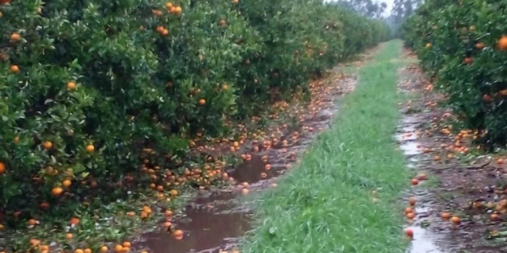 “Es un golpe muy duro para la citricultura”: califican de irreparables los daños en la fruta