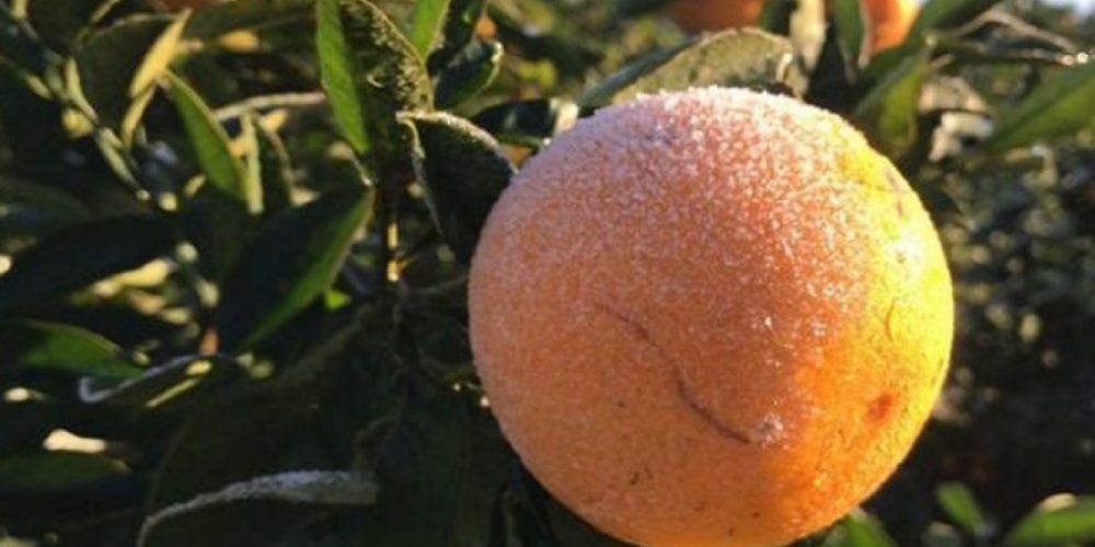 Estiman que la producción de citrus cayó un 40 por ciento esta temporada
