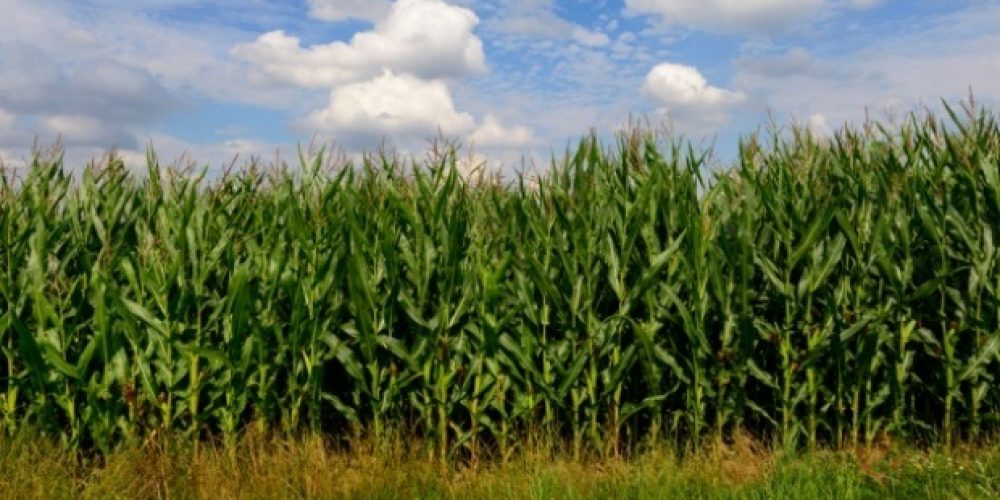 La superficie de maíz en la provincia fue la mejor de los casi últimos 20 años