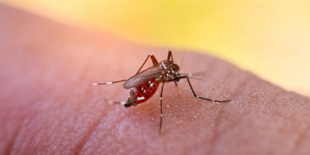 Confirman tres nuevos casos de dengue en Chajarí: son pacientes correntinos