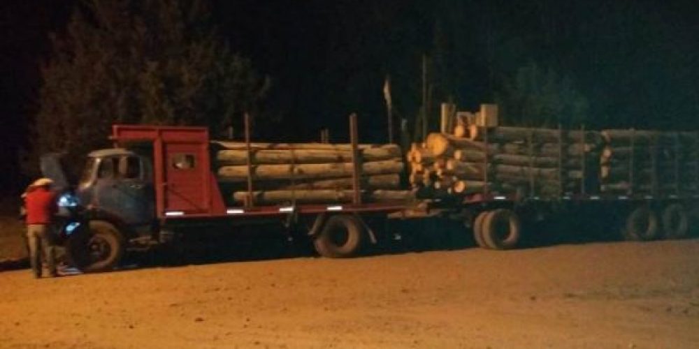 Chofer de camión no pudo justificar el traslado de palos de eucaliptus