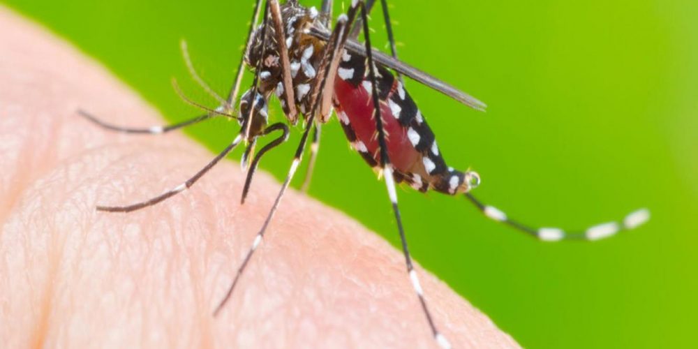 Entre Ríos registra más de 500 casos de dengue
