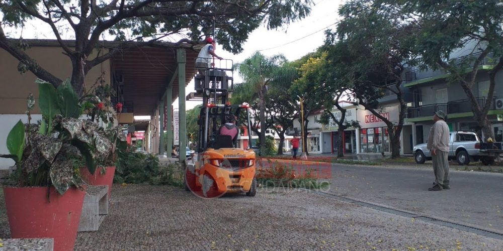 El Municipio realiza la poda de árboles para tratar de terminar con la problemática que ocasionan las aves
