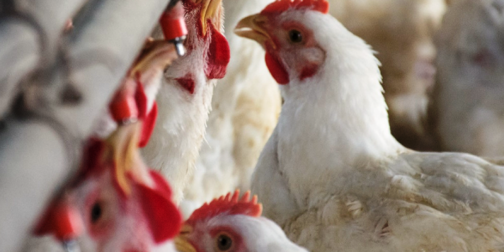 En lo que va de la cuarentena, el consumo de carne aviar alcanzó su máximo histórico