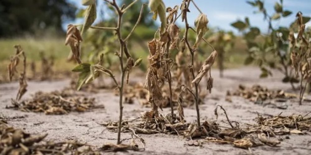 La Provincia amplió la emergencia agropecuaria a otras producciones agrícolas perjudicadas por la sequía