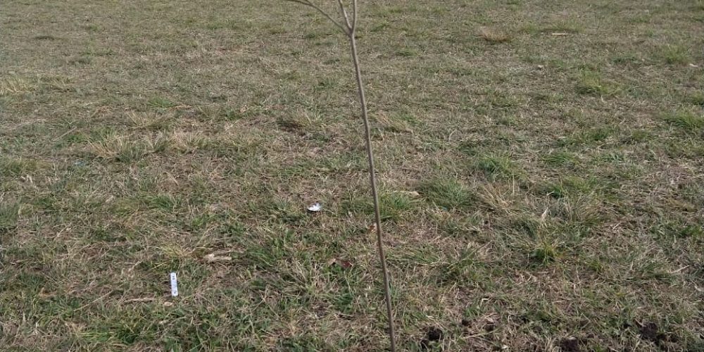 Por el Día del Árbol, las industrias entrerrianas se suman a plantar especies autóctonas