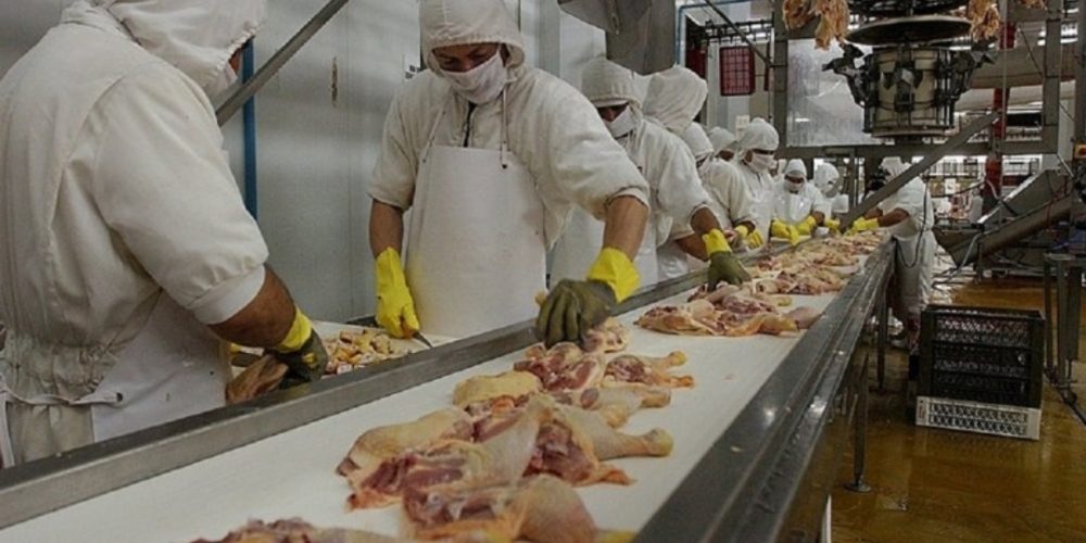 Una empresa entrerriana logró exportar pollos por primera vez a Canadá