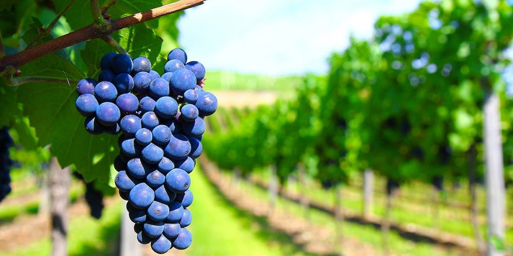 La vitivinicultura entrerriana crece y busca diferenciarse, a pesar de las dificultades