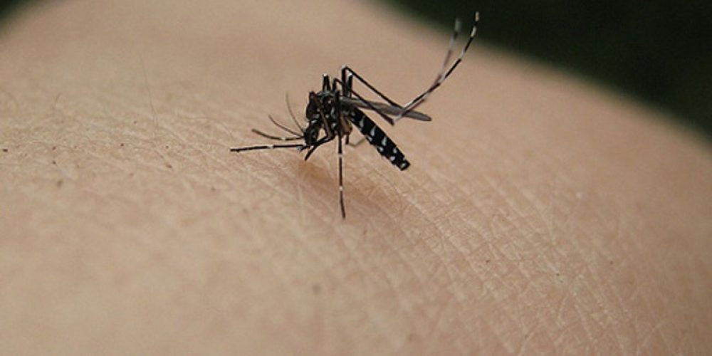 Se confirmó un caso importado de dengue en la provincia