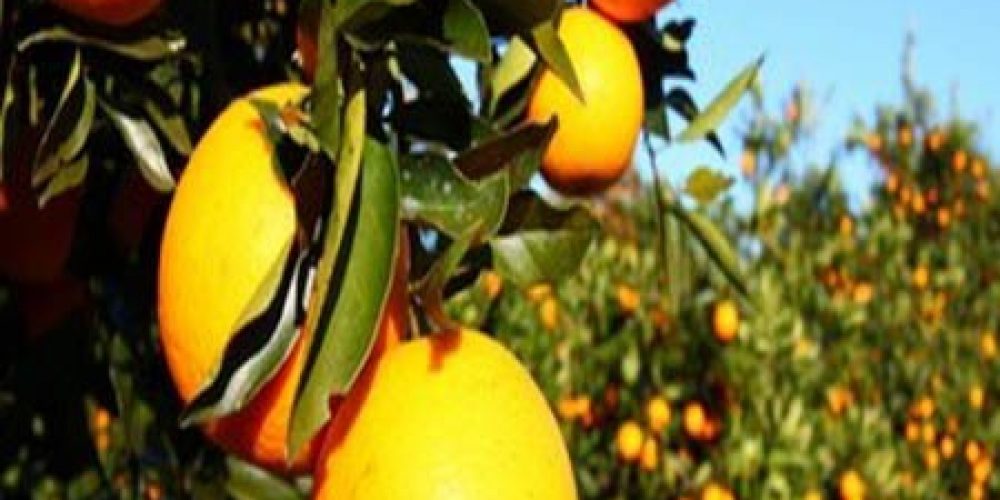 El gobierno nacional analiza declarar la emergencia para la citricultura