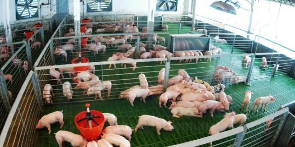 En la última década se triplicó la producción porcina en la provincia