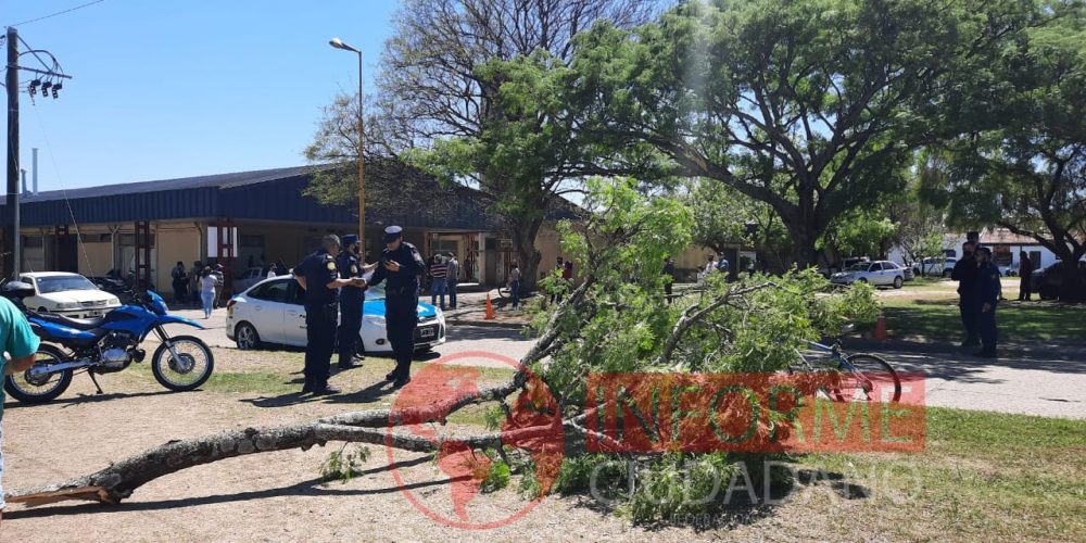 Una mujer sufrió lesiones graves cuando camión municipal desprendió la rama de un árbol