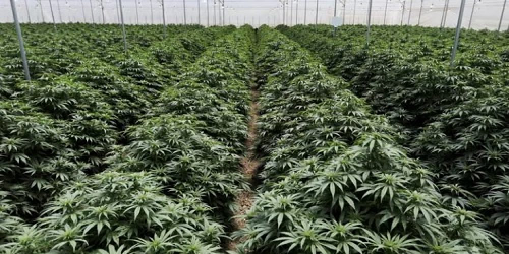 El Gobierno reglamentó la ley de cannabis: se podrá producir y consumir desde alimentos hasta cosméticos