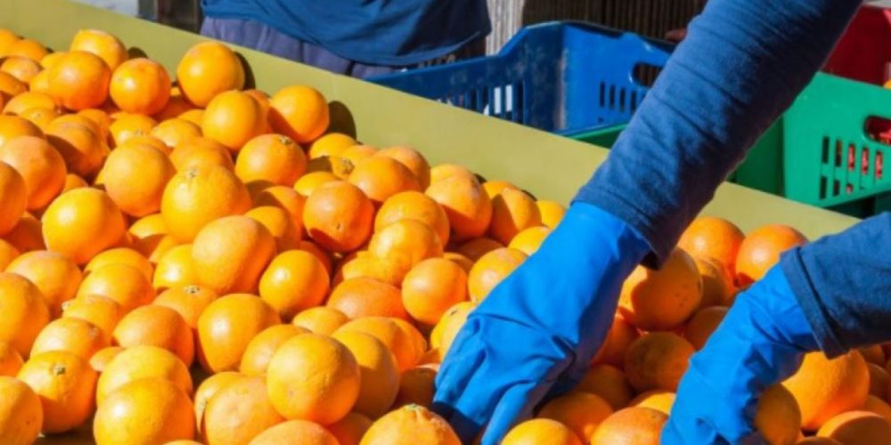 Citrus: La provincia gestiona mejoras para ampliar mercados internacionales