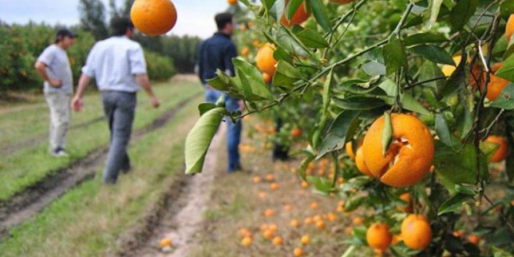 “Ante el nulo apoyo de las autoridades”, productores monitorean al citrus para evitar el ingreso del HLB
